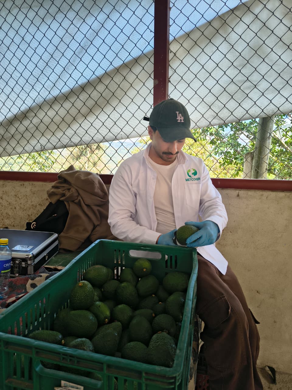 Integrante de METCOVER evaluando aguacate Hass durante una validación de campo con AGUACATEC