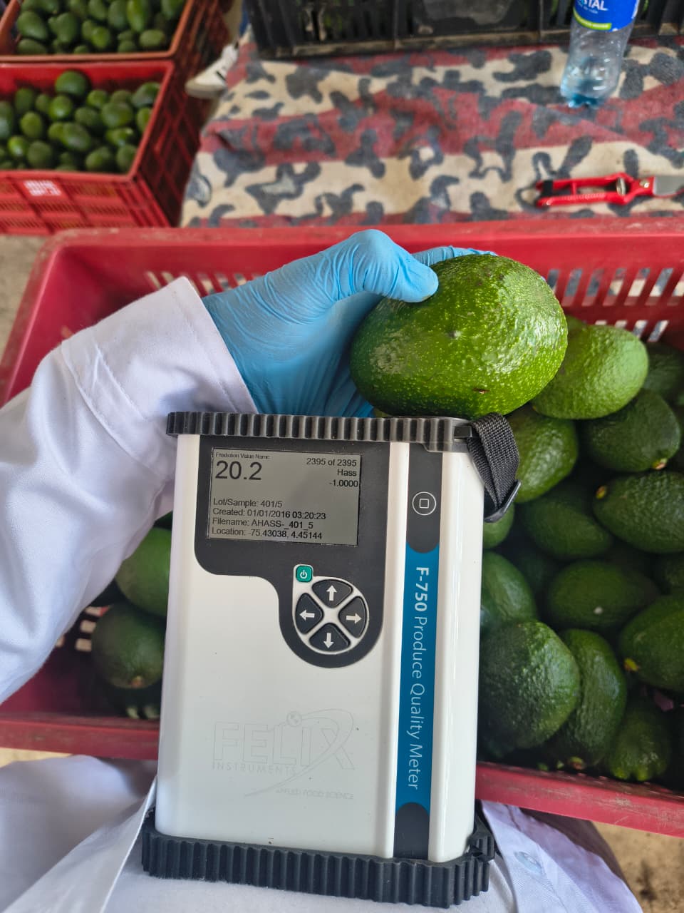 Medición instrumental de calidad en aguacate Hass con equipo FELIX F-750 durante pruebas de campo de METCOVER