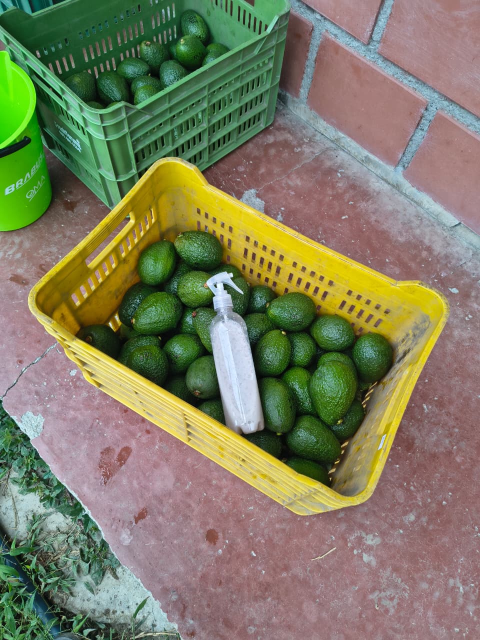 Aguacates Hass preparados para una prueba de campo de METCOVER con AGUACATEC en Cajamarca