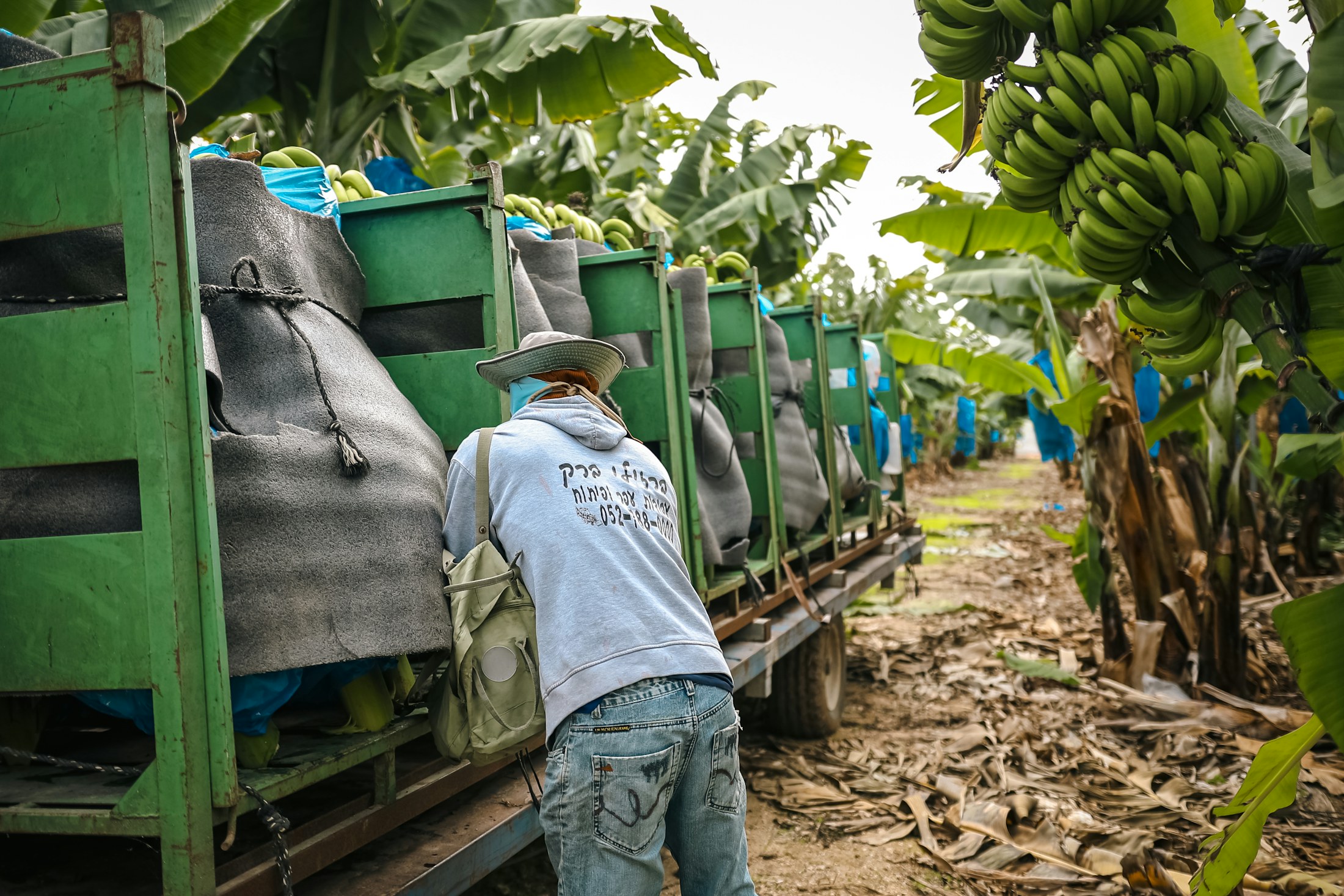 Trabajadores movilizando banano verde en una operación agrícola