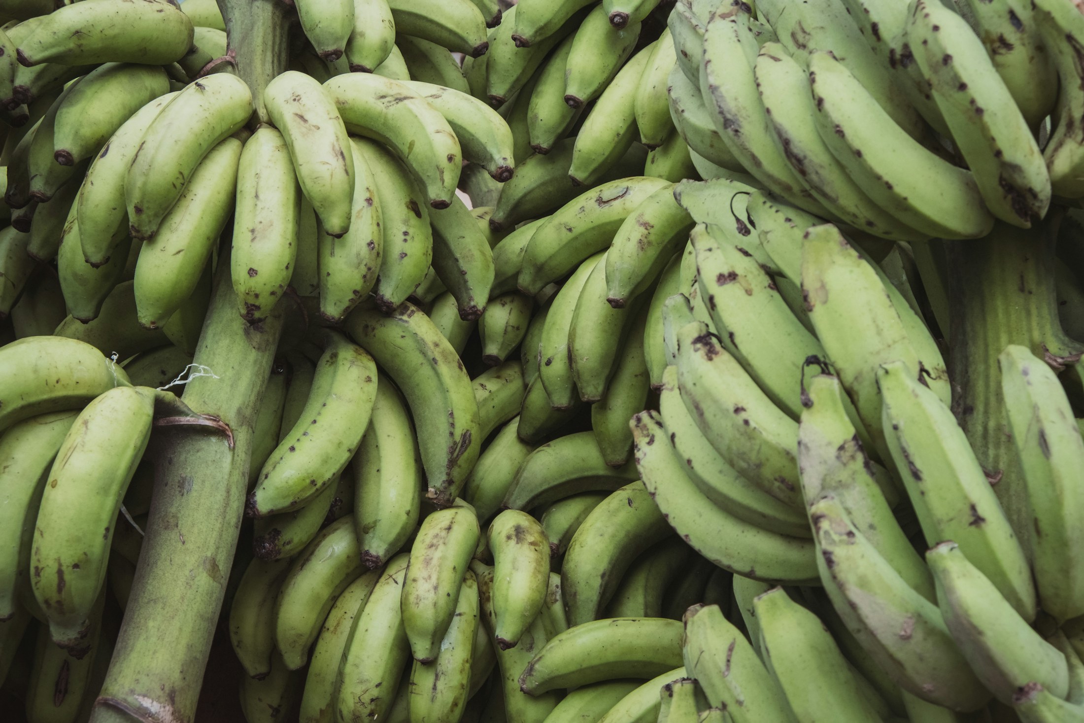 Bananas verdes frescas en etapa poscosecha