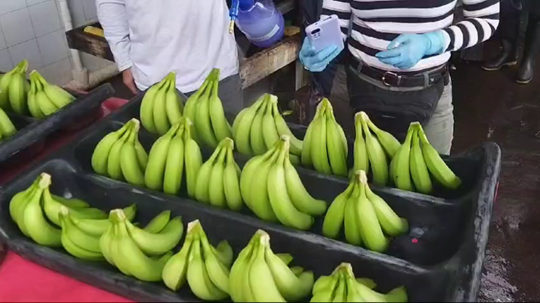 Evaluación operativa de fruta verde durante una validación poscosecha de banano.